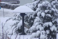 IMG_1020_1.JPG
